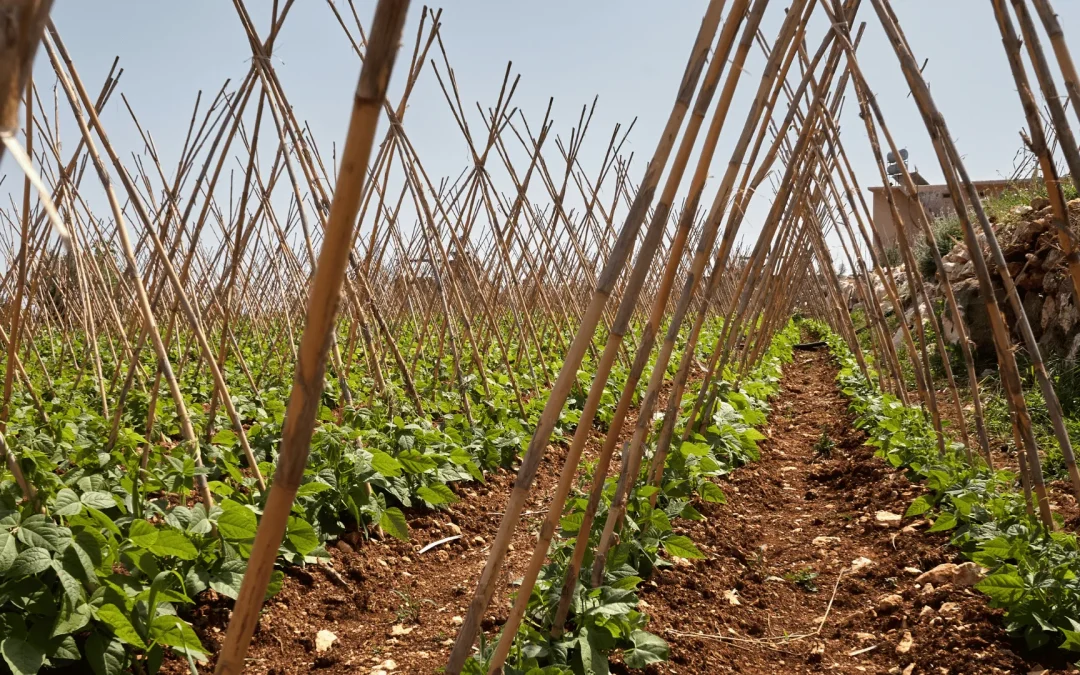 Bamboo Plant Support Stakes: Natural and Sturdy Solution for Plant Growth