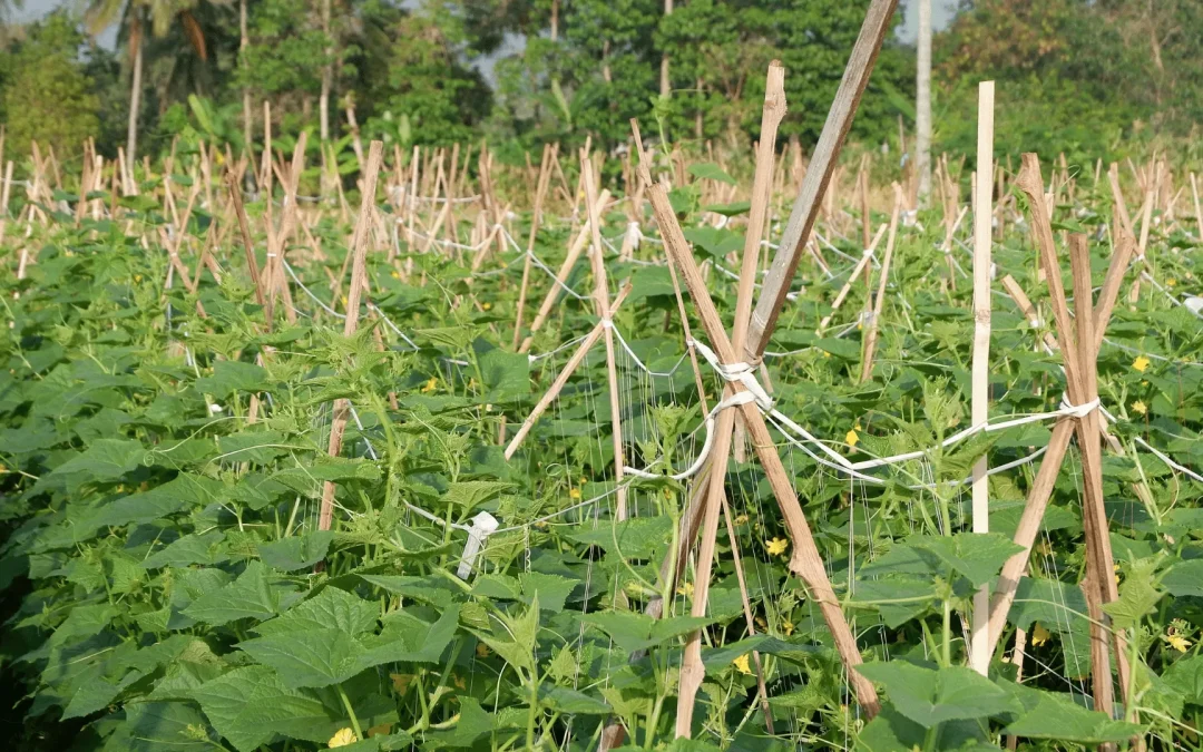 Hardwood Stakes: Strong and Sustainable Support for Gardening and Landscaping